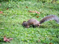 花与花名大全，探索花卉世界的多彩奥秘