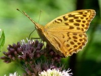 i问财网官方网站登录指南，如何安全高效地访问您的财务信息