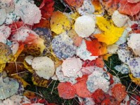 探索知识的海洋，百科平台软件大搜罗